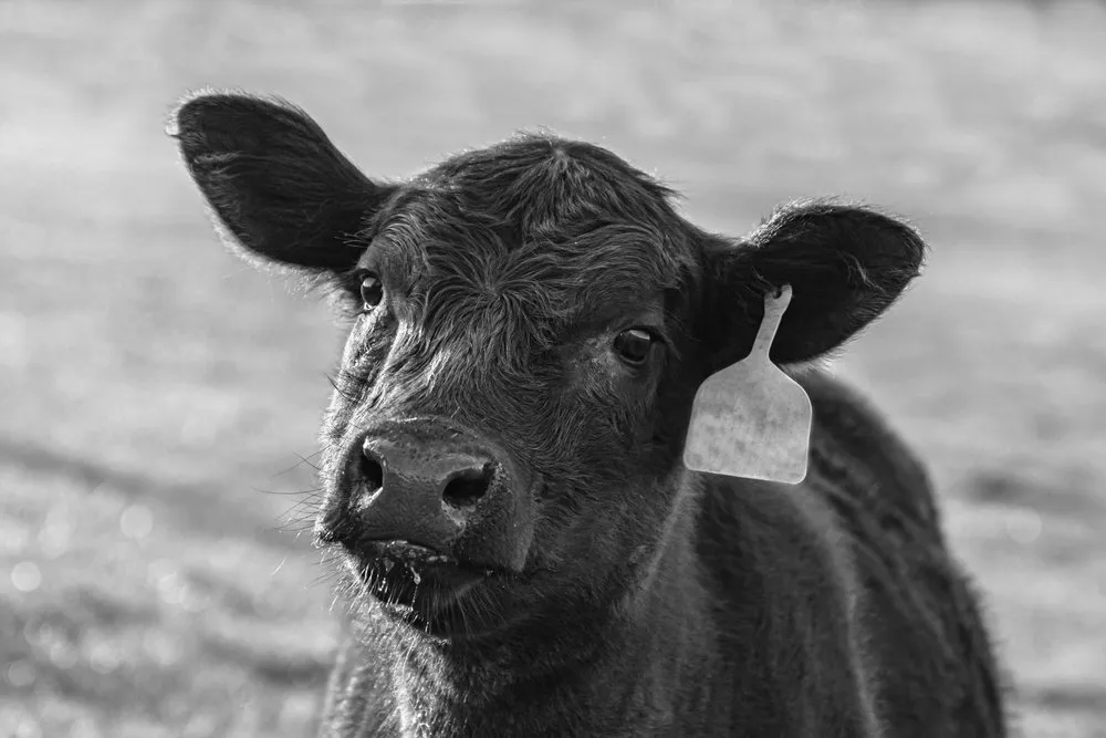 Digital ID tags humans as livestock